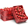 Tomato (Tamatar)