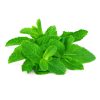 Mint (Pudina)