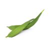 Ridge Gourd (Tori)